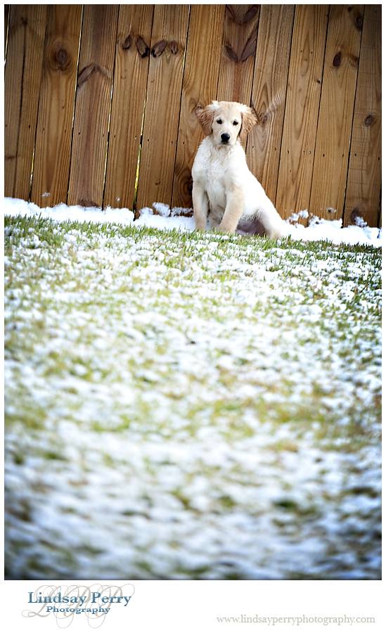 – Let It Snow! –